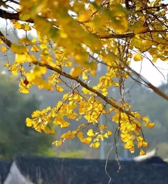 时光止步，孤独生香，等候是岁月里的一隅荒凉
