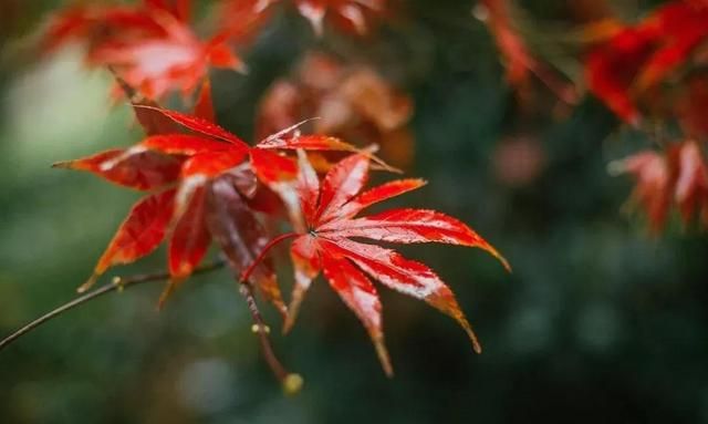 为秋而来，惊鸿一憋