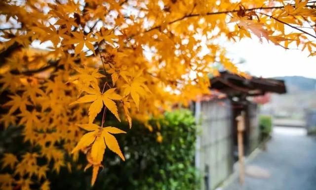 三两点零星雨，四五朵秋菊花，误入春梦寻芳华
