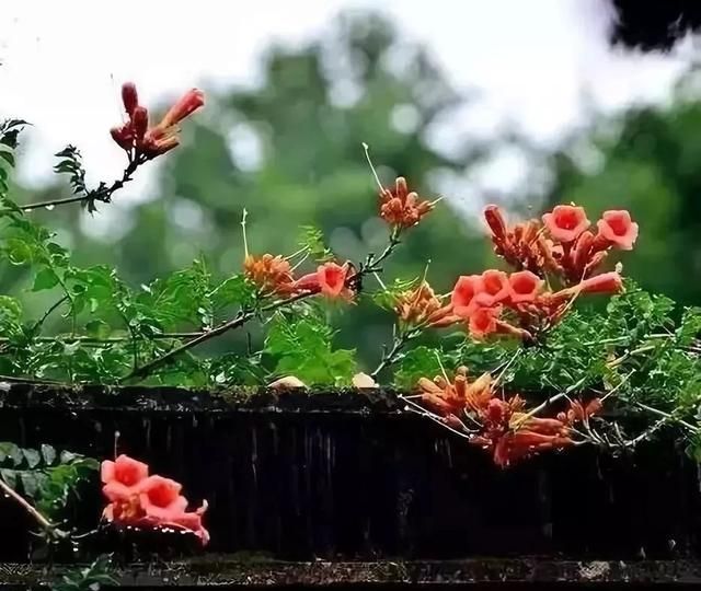 三两点零星雨，四五朵秋菊花，误入春梦寻芳华