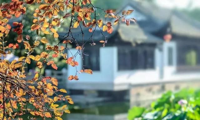 三两点零星雨，四五朵秋菊花，误入春梦寻芳华
