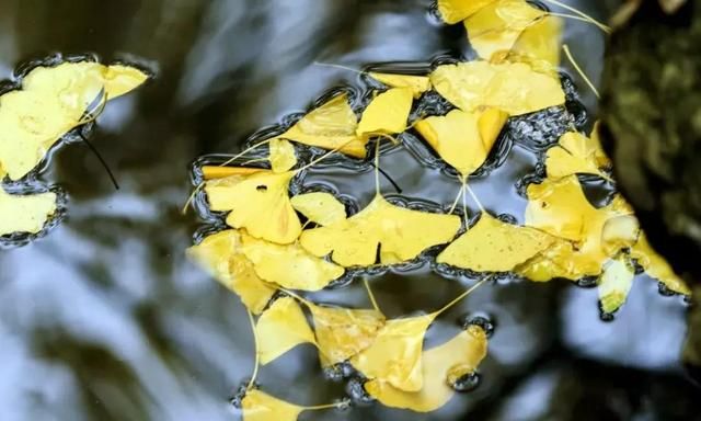 秋雨，是一首流泪的诗，是一幅泼墨的画