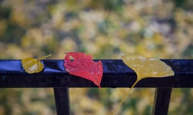 秋雨，是一首流泪的诗，是一幅泼墨的画