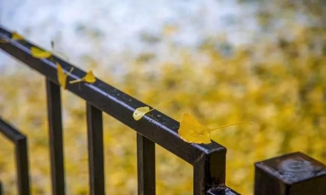 秋雨，是一首流泪的诗，是一幅泼墨的画