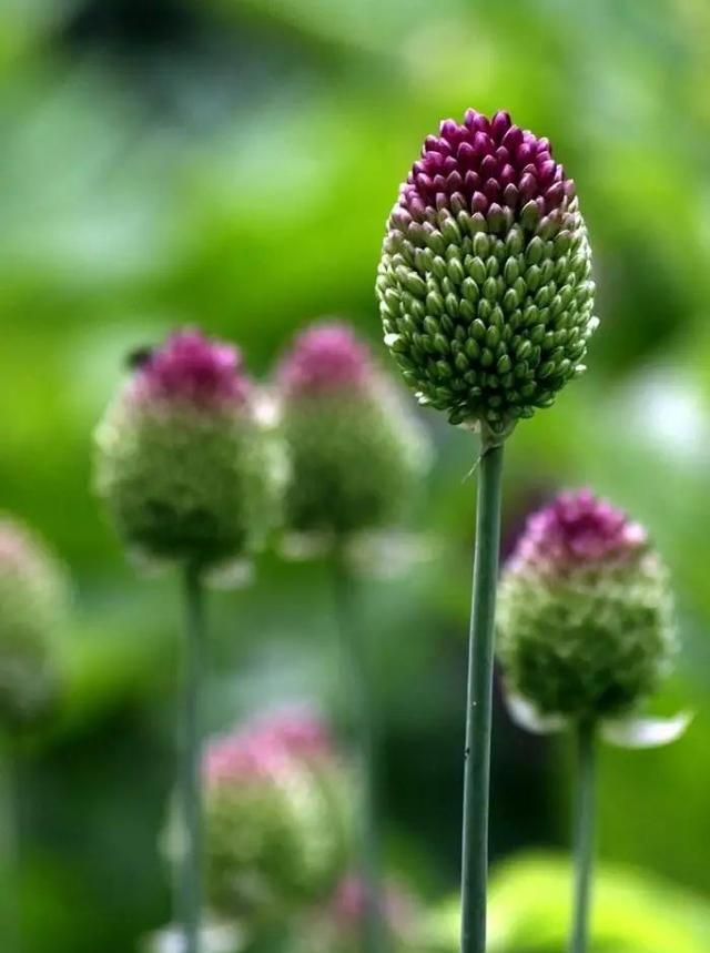 散文：幸福如花，生命如水，岁月长河里五彩缤纷