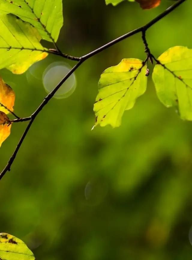 散文：幸福如花，生命如水，岁月长河里五彩缤纷
