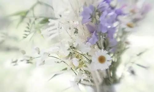 春花落尽，夏花开，一年四季惹人爱