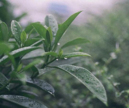 散文：雨落花香，时光清浅，一曲忧伤漫过小河