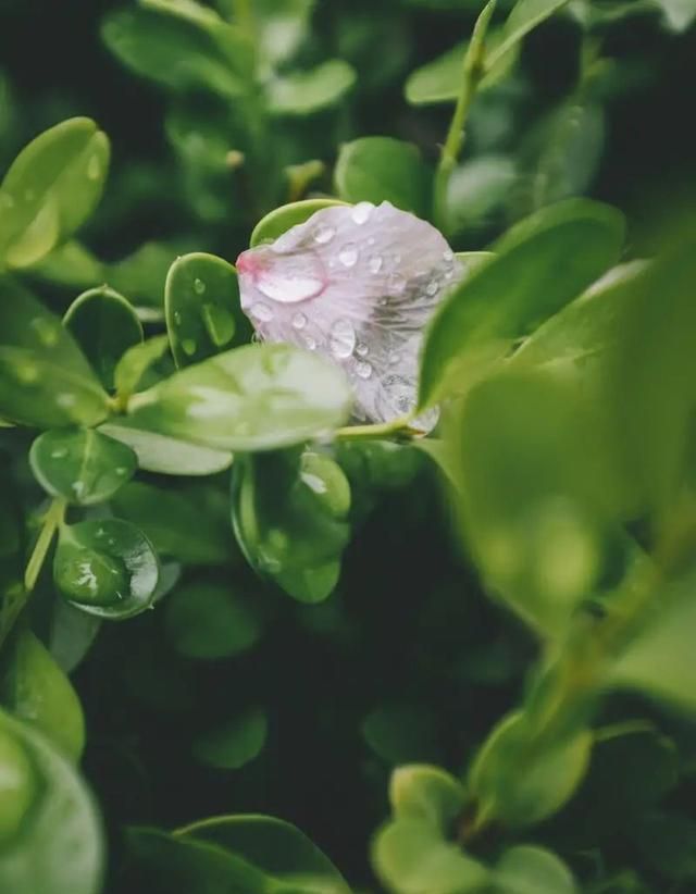 散文：雨落花香，时光清浅，一曲忧伤漫过小河