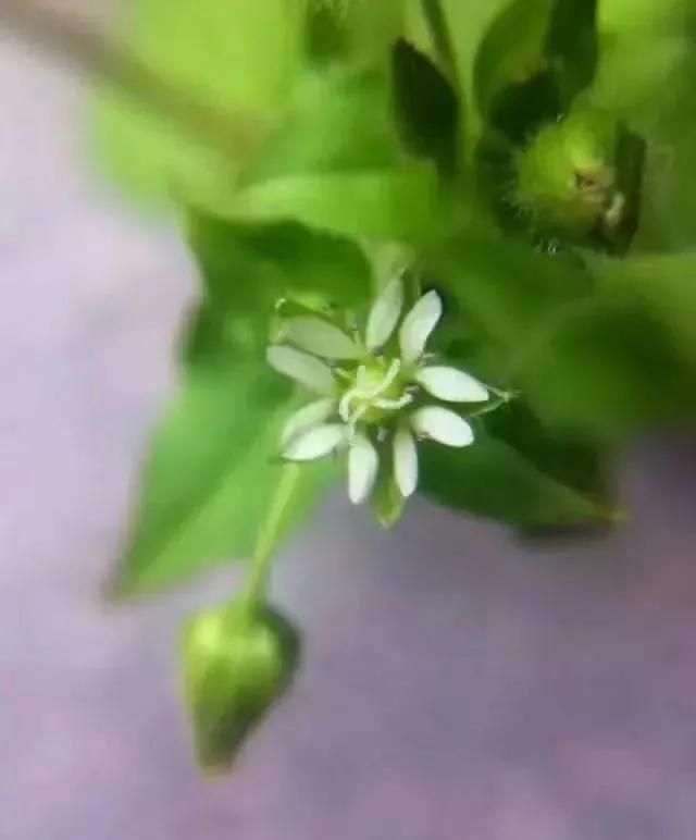 散文：低调做人，认真做事。