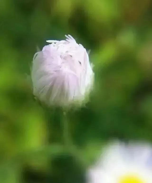 散文：低调做人，认真做事。