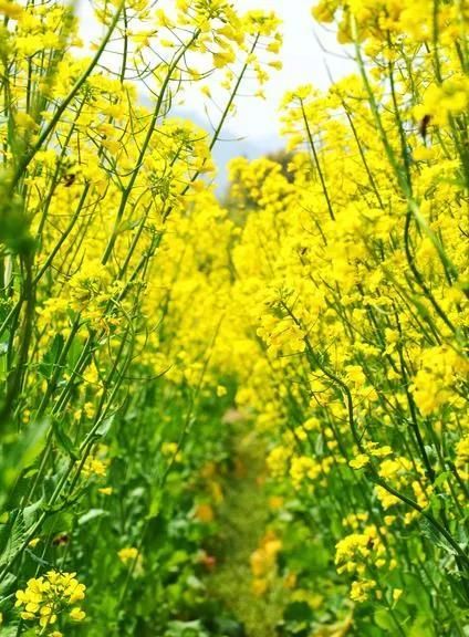 散文：油菜花开，春与你同在