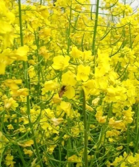 散文：油菜花开，春与你同在