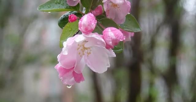 散文：春花谢去，烟雨浓