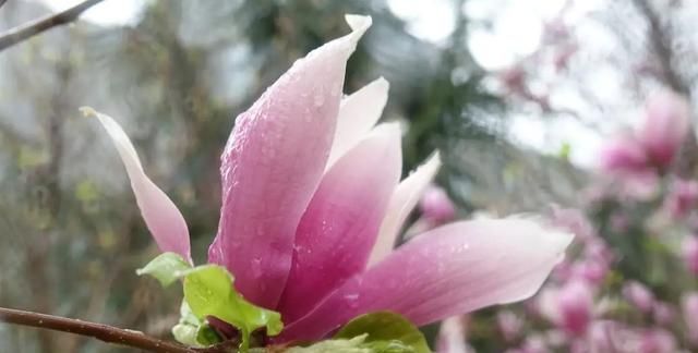 散文：春花谢去，烟雨浓