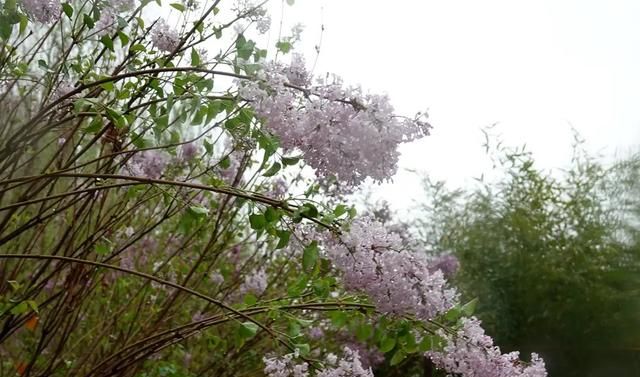 散文：春花谢去，烟雨浓