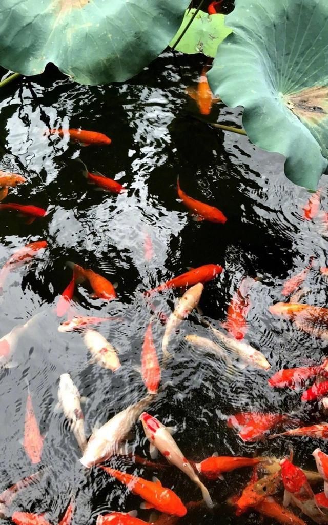 社会扎心语录，堪比金玉良言，一句比一句戳心！