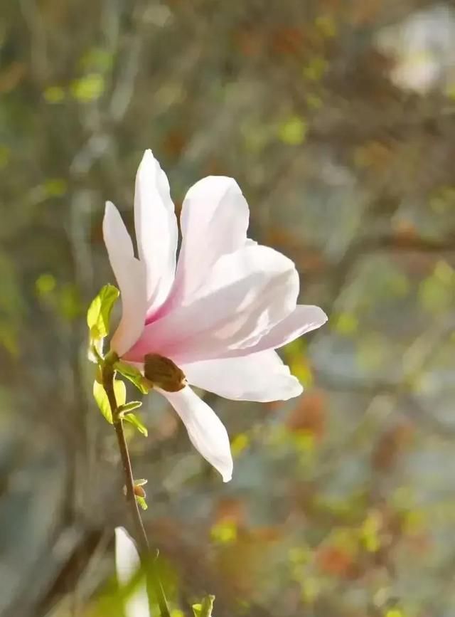 散文：如约而来，期许花开，你是谁的眸中期待