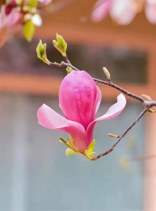 散文：如约而来，期许花开，你是谁的眸中期待