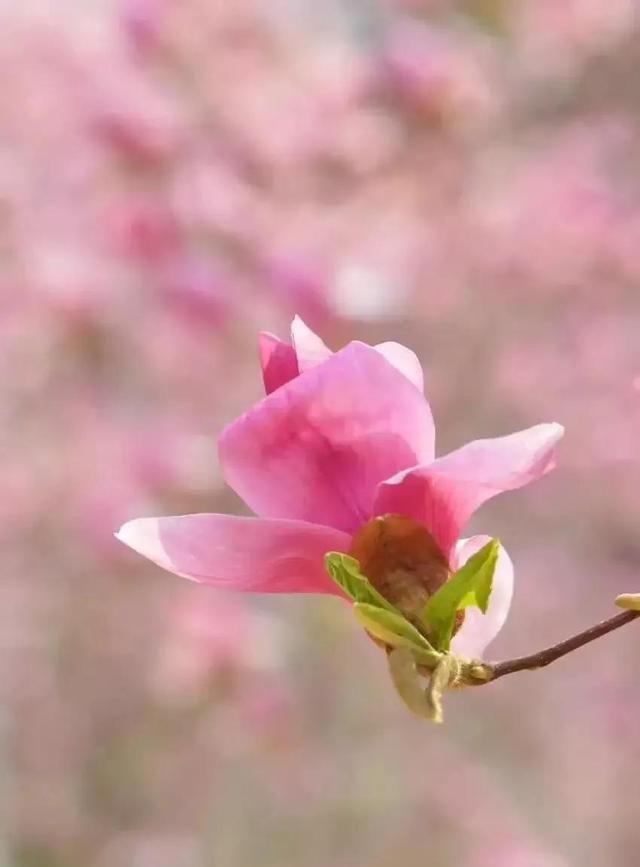散文：如约而来，期许花开，你是谁的眸中期待