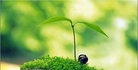 散文：种的是树，收获的是希望