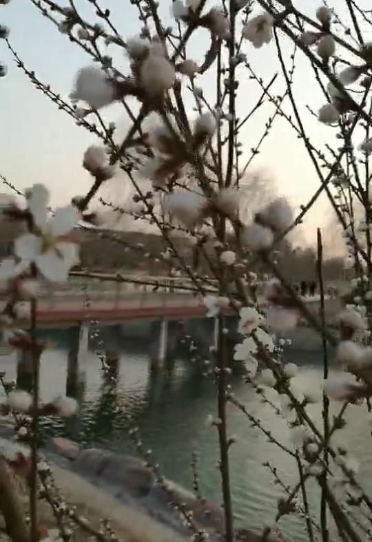 散文：她是最早的花开，开在春的眉角，点缀了沧海桑田