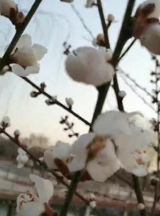 散文：她是最早的花开，开在春的眉角，点缀了沧海桑田