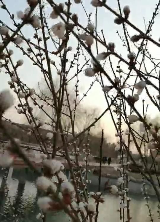散文：她是最早的花开，开在春的眉角，点缀了沧海桑田