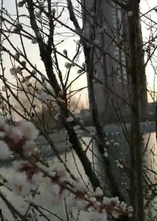 散文：她是最早的花开，开在春的眉角，点缀了沧海桑田
