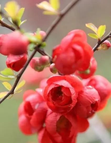 散文：你是桃花，我是雨