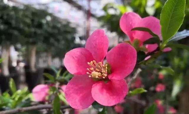 散文：你是桃花，我是雨