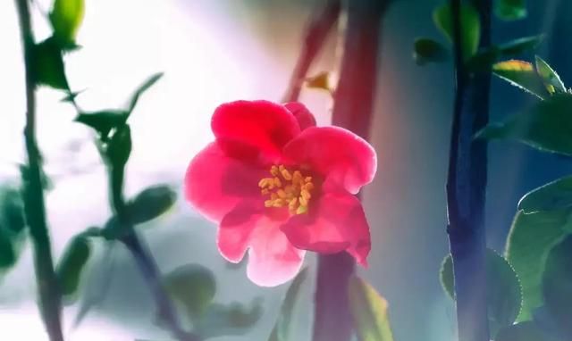 散文：你是桃花，我是雨