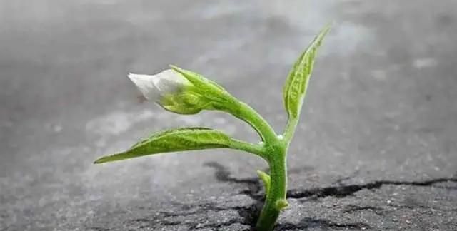 散文：新年第一天