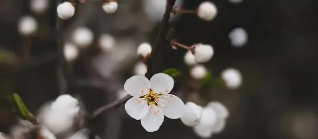 散文：真情里的守望，相思里的宿命